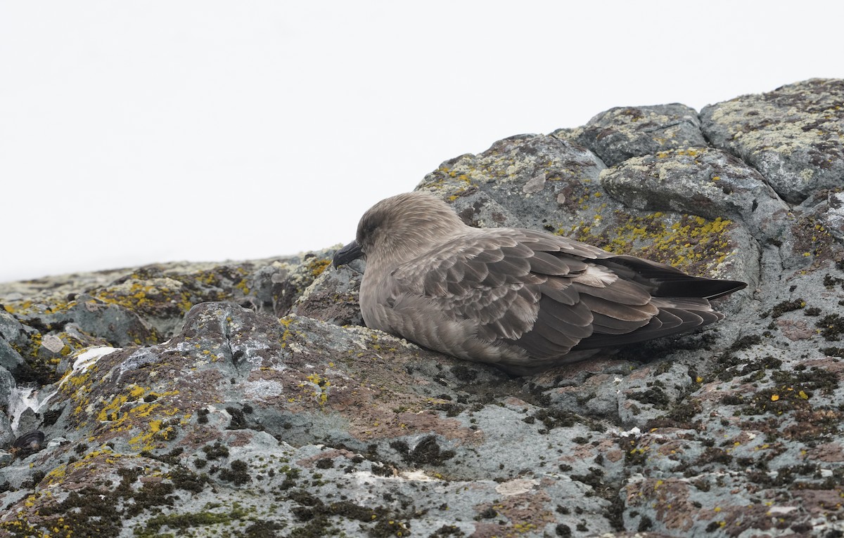 South Polar Skua - ML646421707