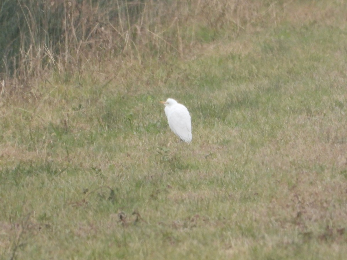 Kuhreiher - ML646421708