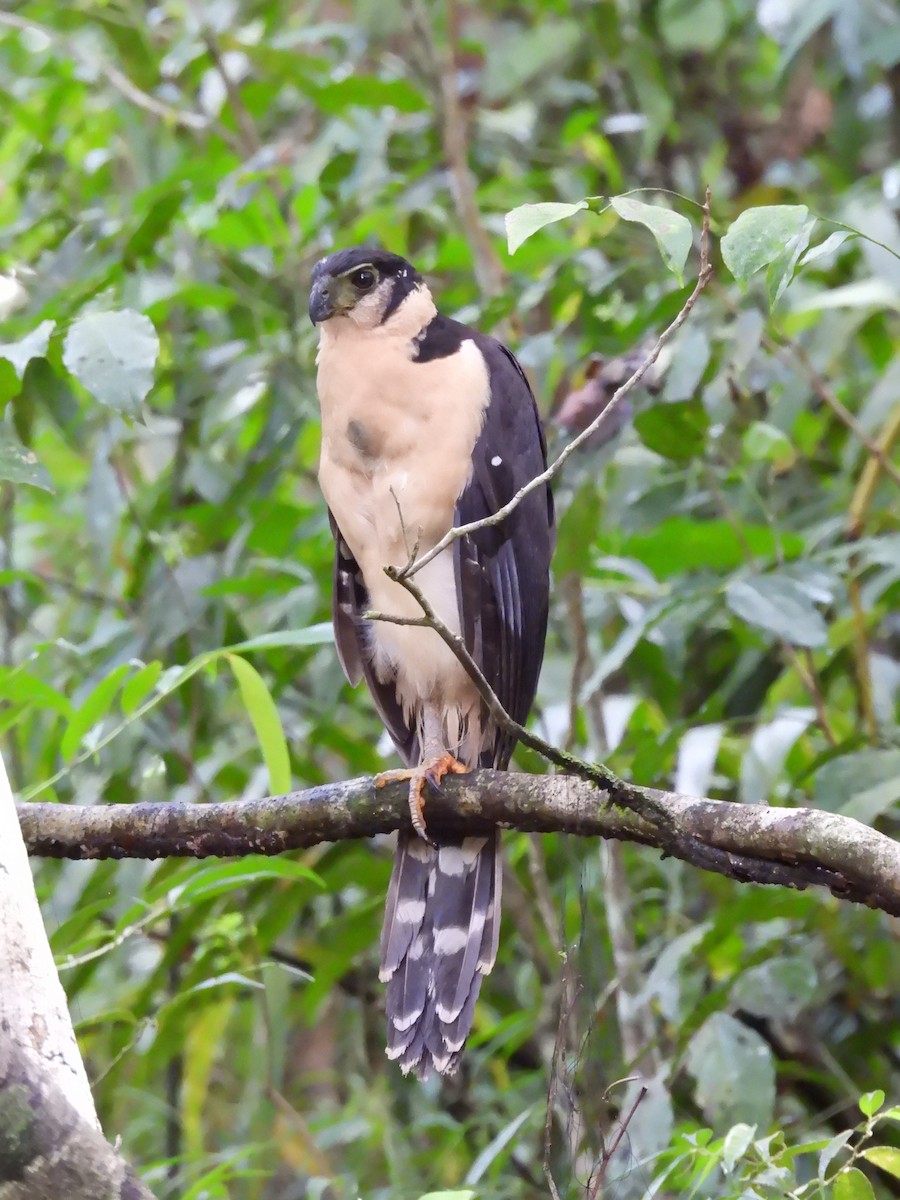 Carnifex à collier - ML646421709