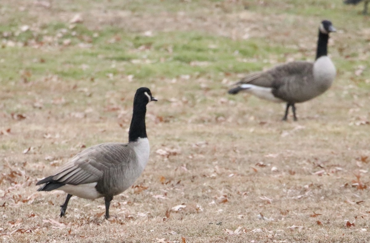 Canada Goose - ML646421710
