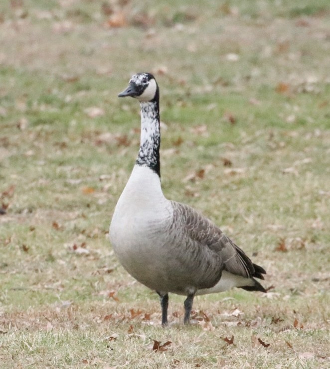 Canada Goose - ML646421711
