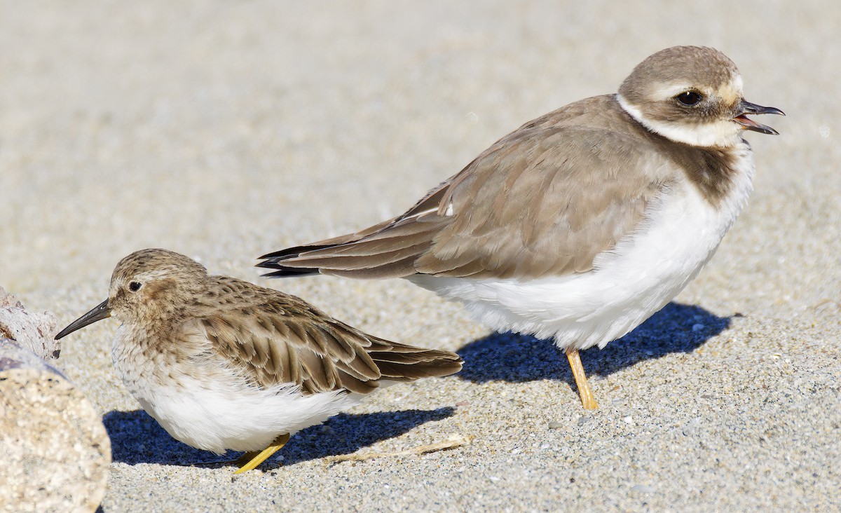 חופמי צווארון - ML646421713
