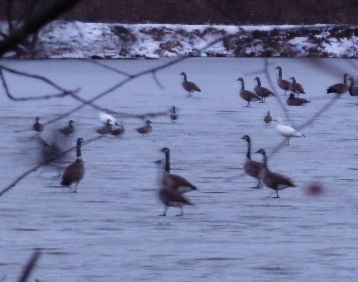 Snow Goose - ML646421715