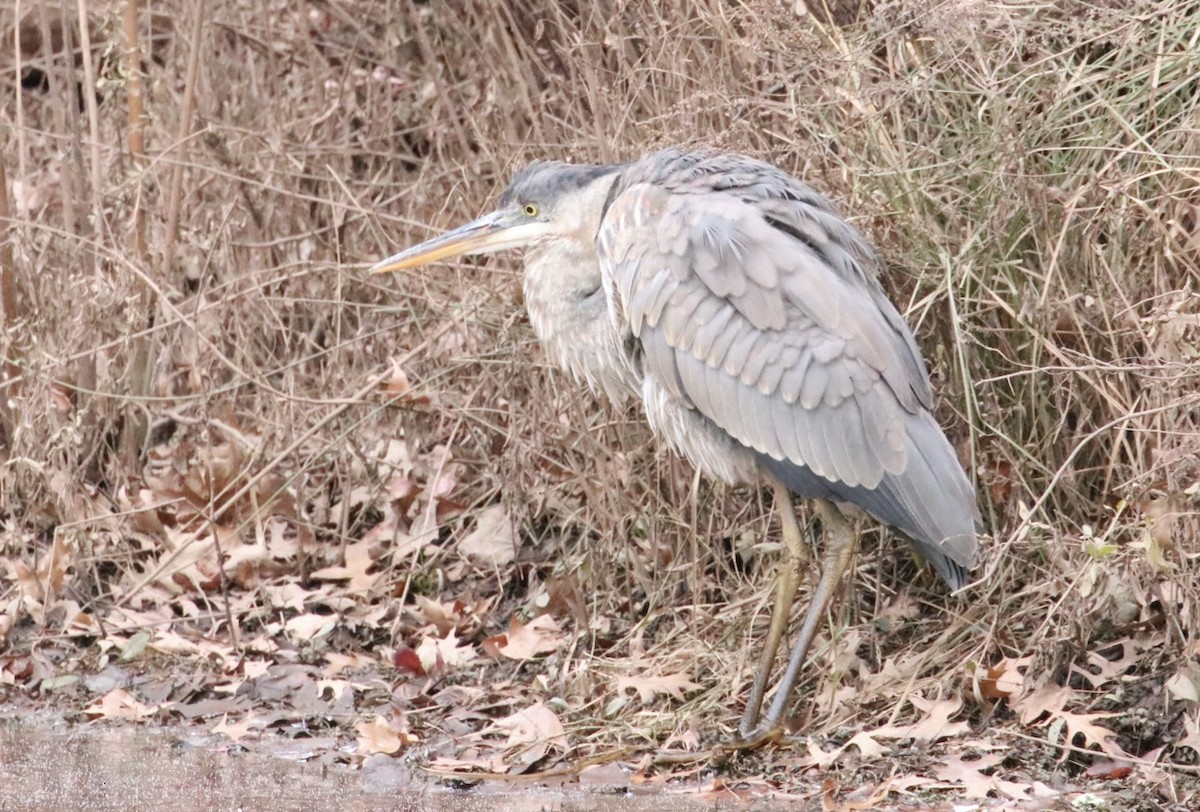 Great Blue Heron (Great Blue) - ML646421717