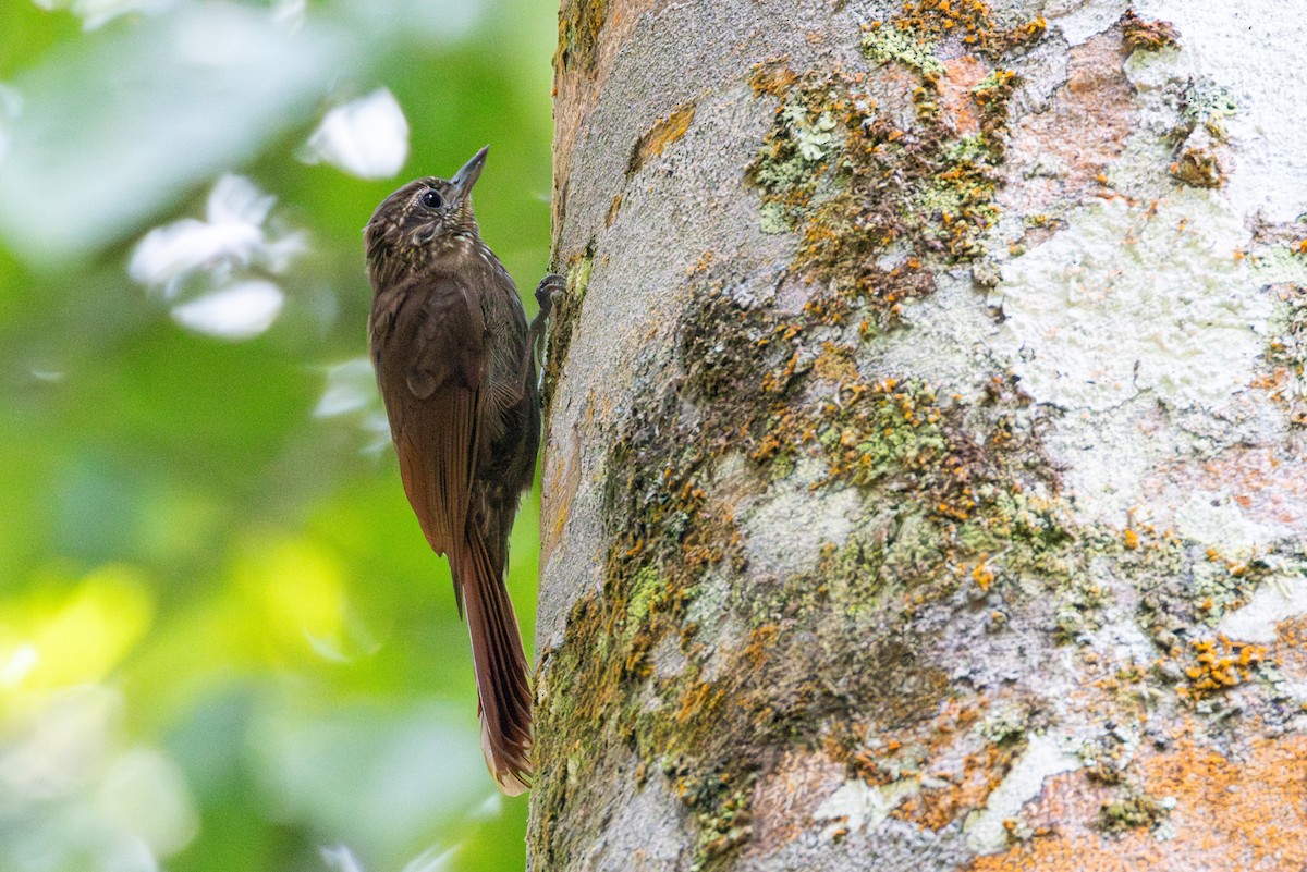 Wedge-billed Woodcreeper - ML646421718