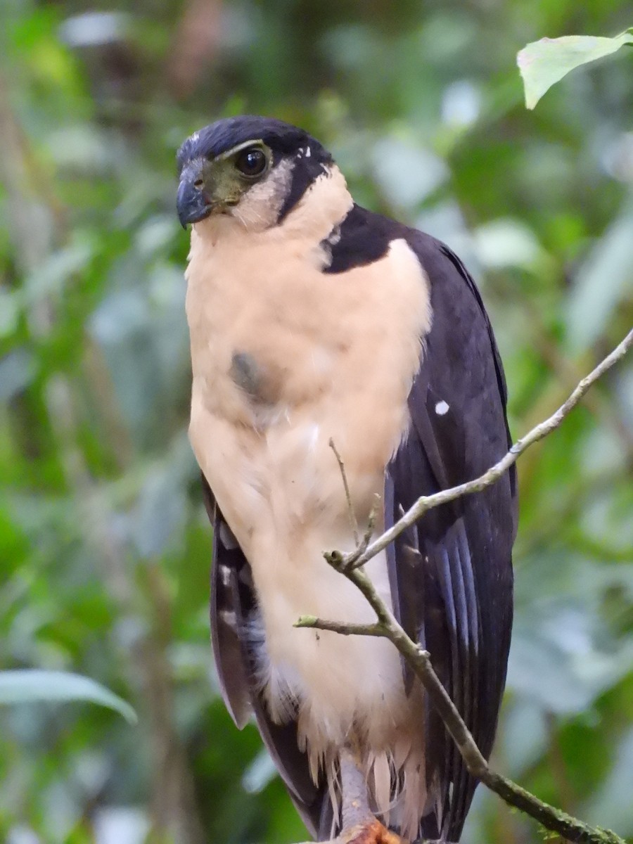 Carnifex à collier - ML646421719