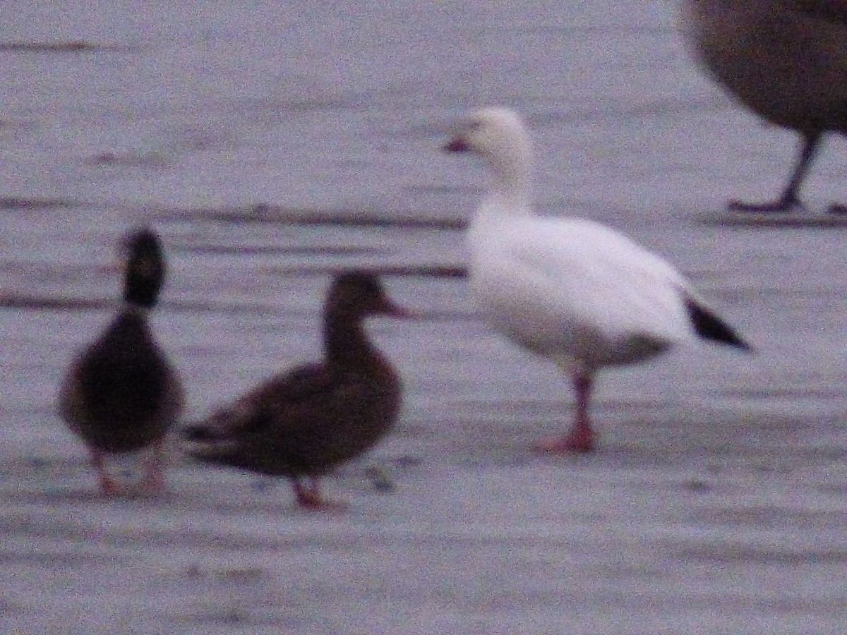 Snow Goose - ML646421720