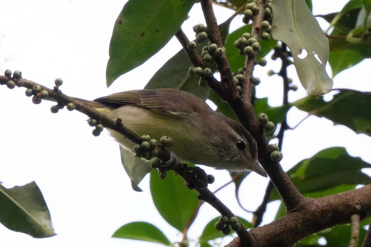 Braunkappenvireo - ML646421721