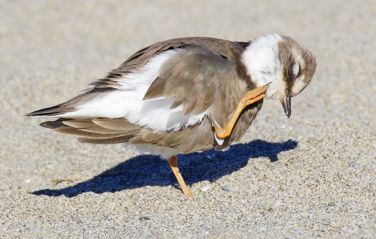 חופמי צווארון - ML646421722