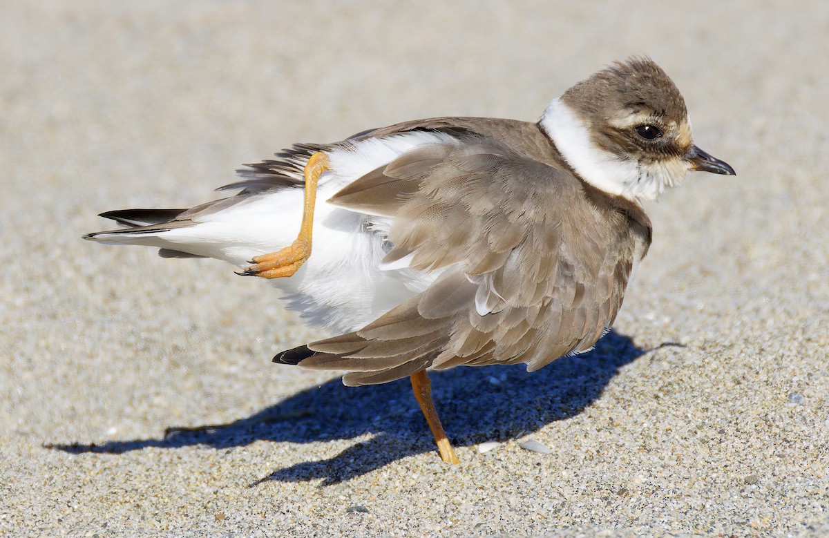 חופמי צווארון - ML646421723