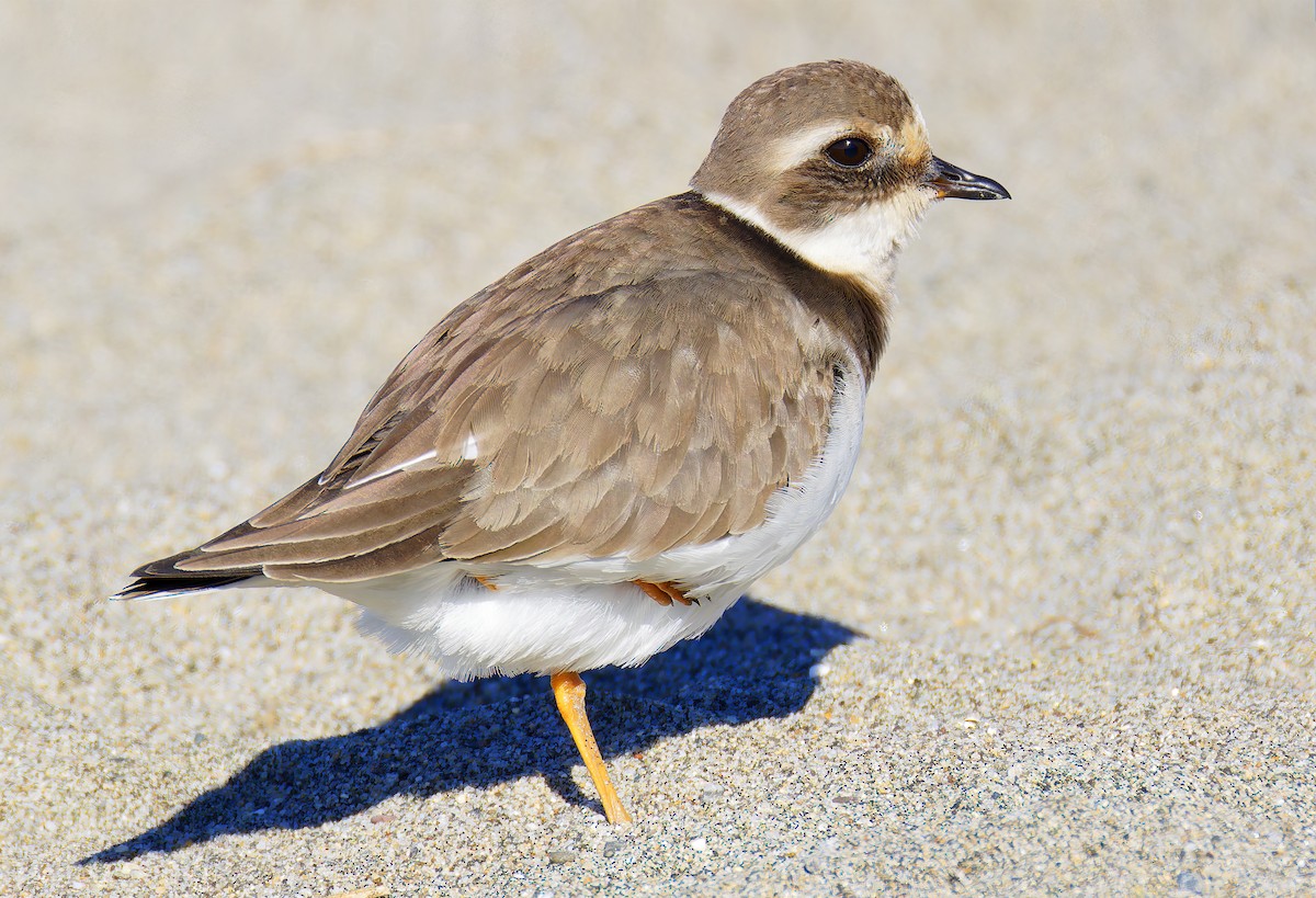 חופמי צווארון - ML646421725