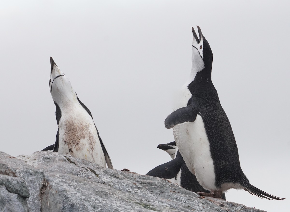 Chinstrap Penguin - ML646421726