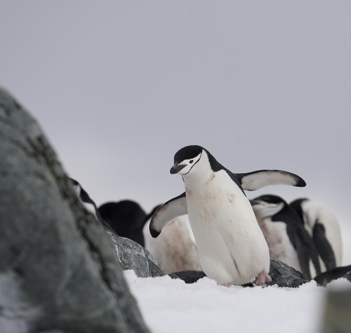 Chinstrap Penguin - ML646421727