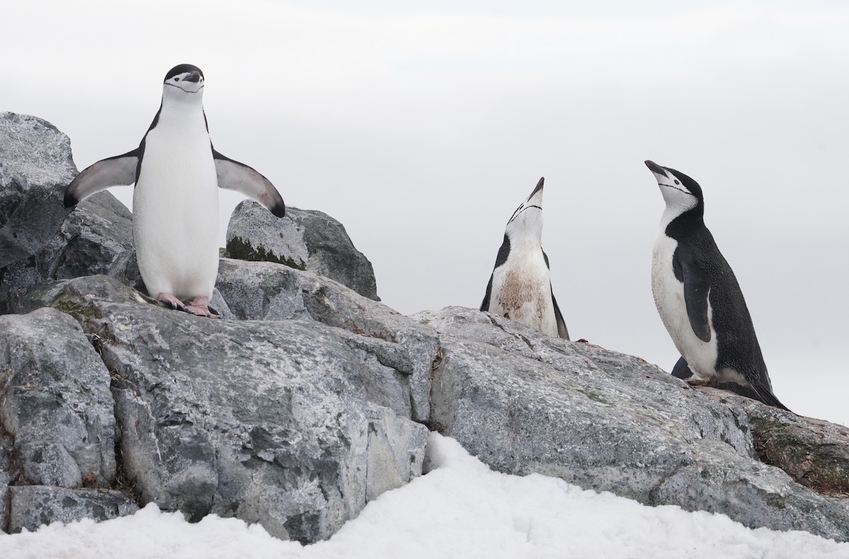 Chinstrap Penguin - ML646421728