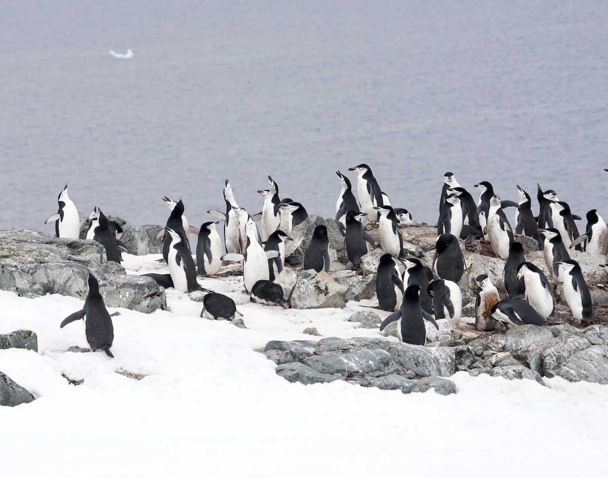 Chinstrap Penguin - ML646421729