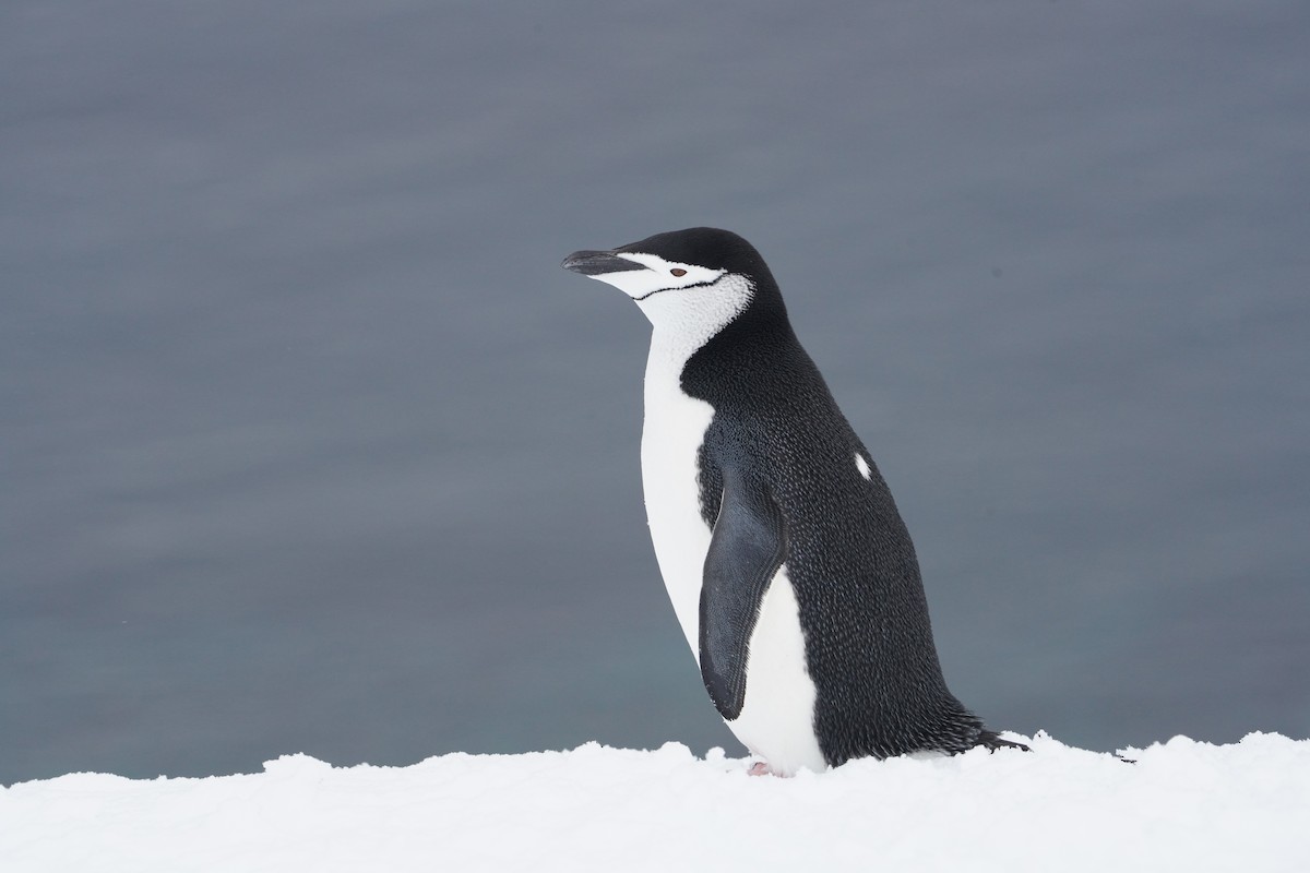 Chinstrap Penguin - ML646421730