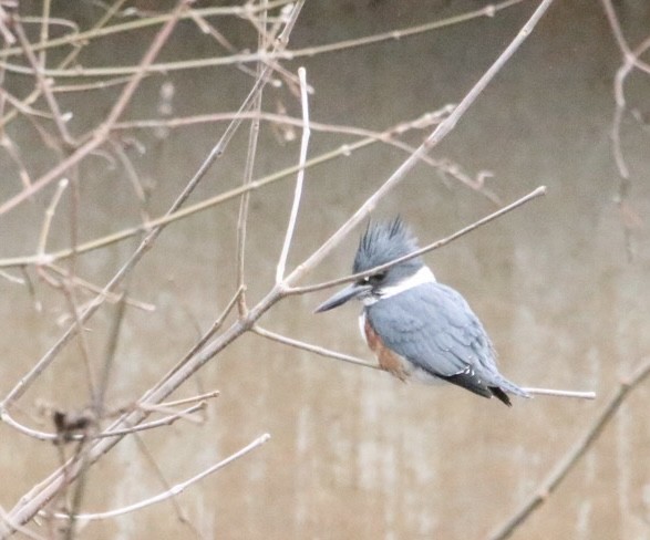 Belted Kingfisher - ML646421731