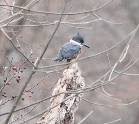 Belted Kingfisher - ML646421732