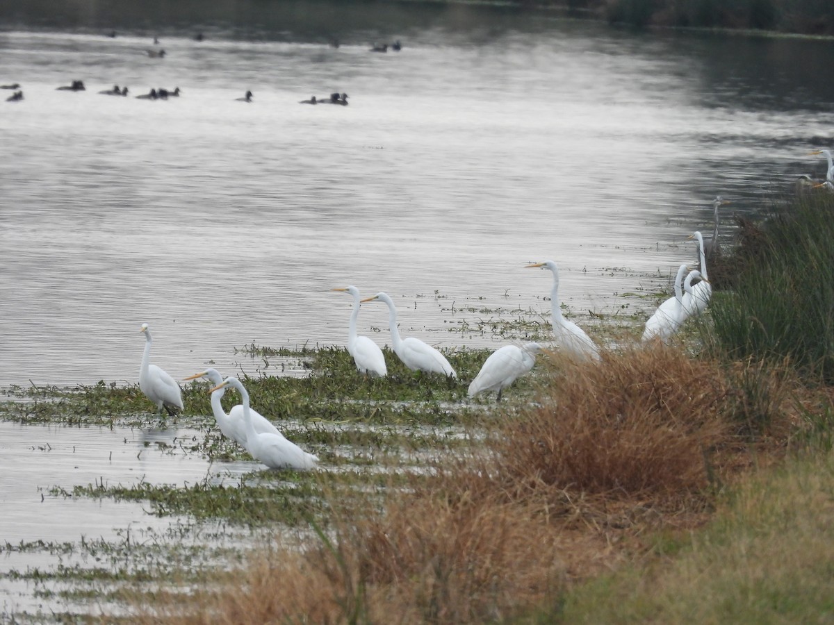 Silberreiher - ML646421734