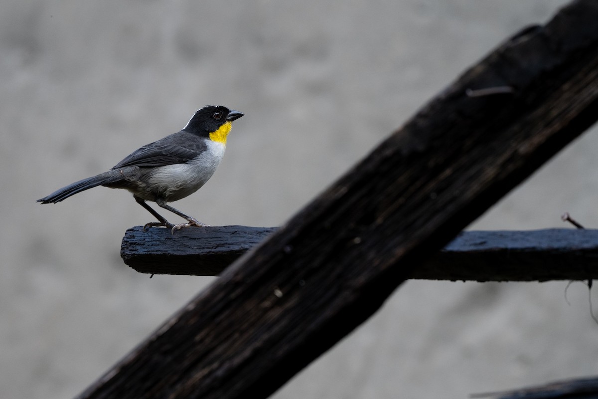 Weißnacken-Buschammer [gutturalis-Gruppe] - ML646421736