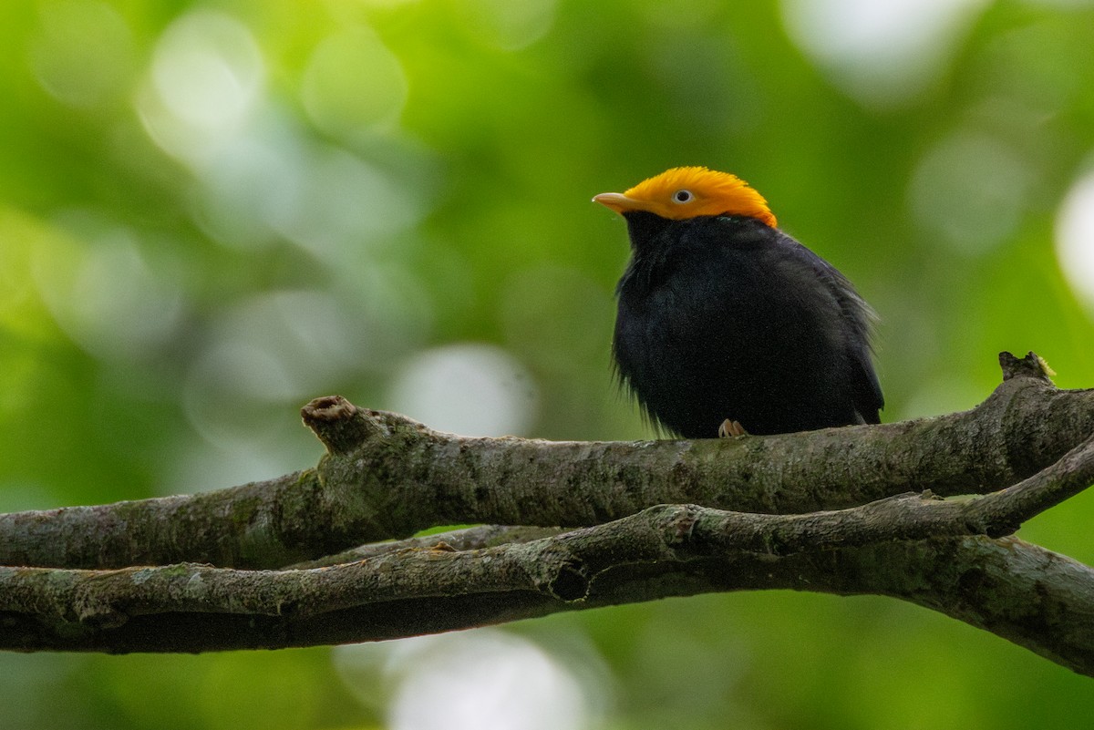 Golden-headed Manakin - ML646421737