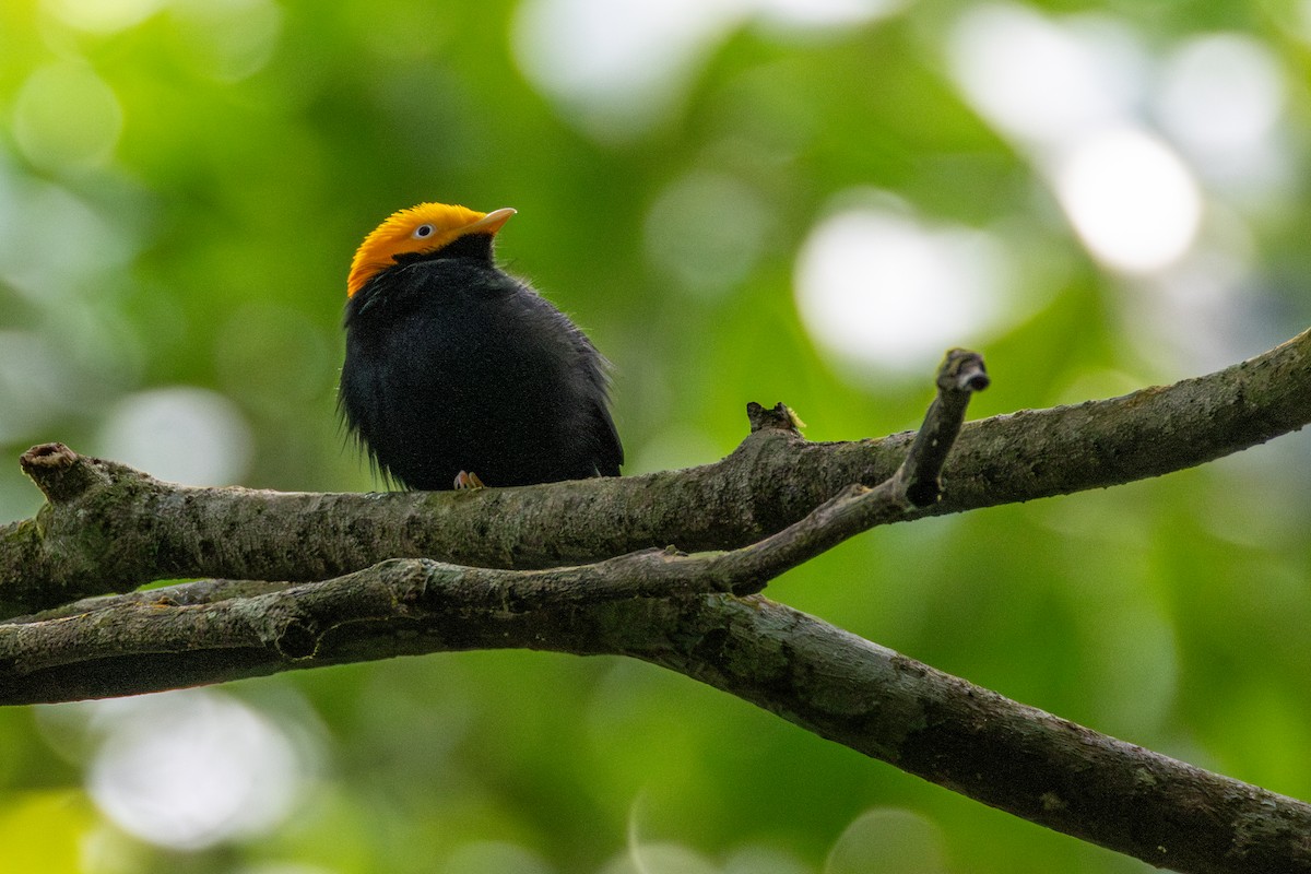 Golden-headed Manakin - ML646421738