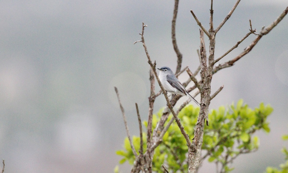 Blue-gray Gnatcatcher - ML646421739