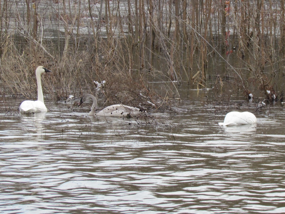 Trumpeter Swan - ML646421740
