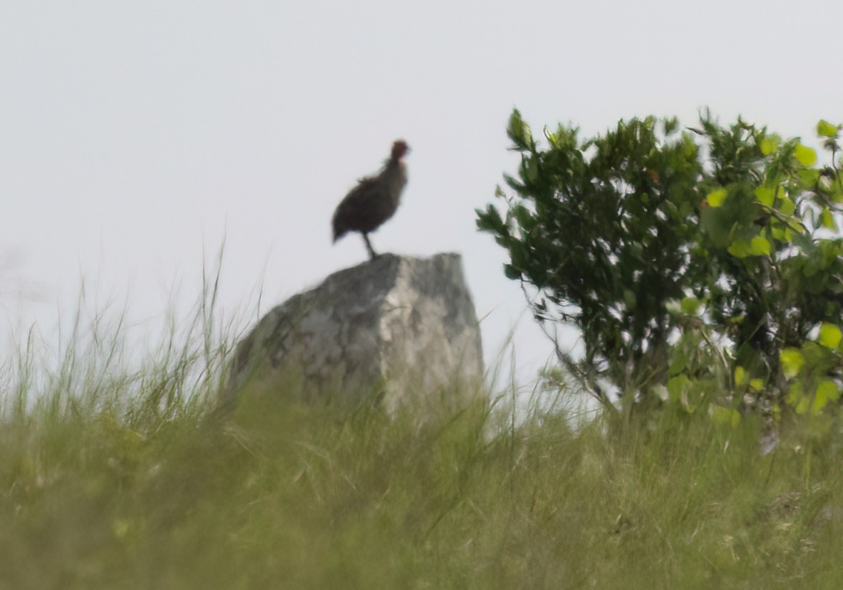 Swainson's Spurfowl - ML646421742