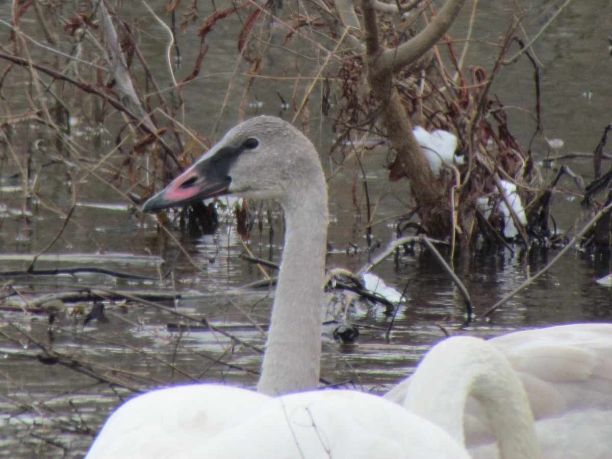 Trumpeter Swan - ML646421744