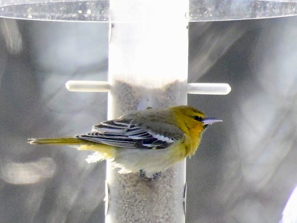 Bullock's Oriole - ML646421745