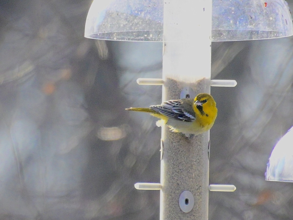 Bullock's Oriole - ML646421746
