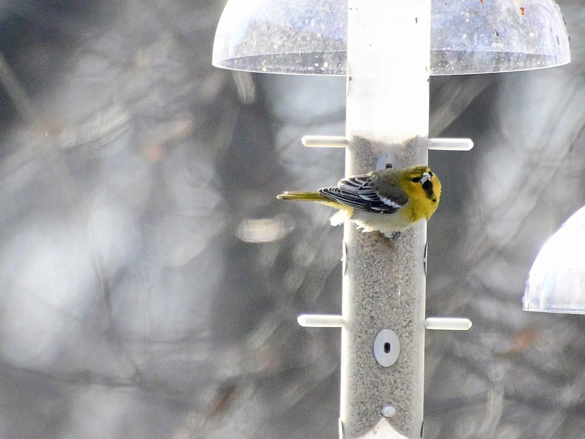 Bullock's Oriole - ML646421747