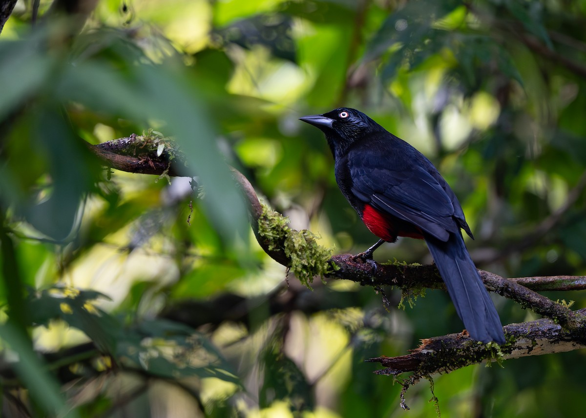 Rotbauchstärling - ML646421748