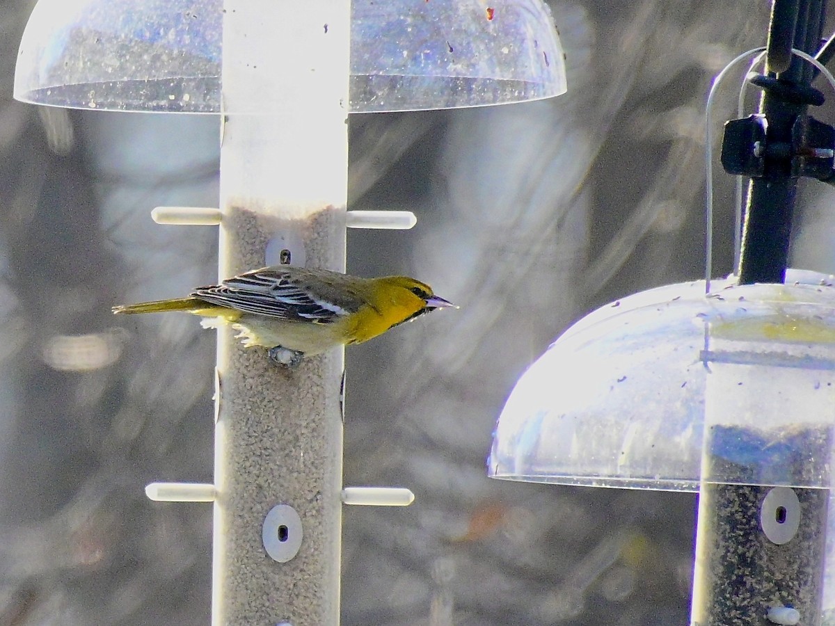 Bullock's Oriole - ML646421749