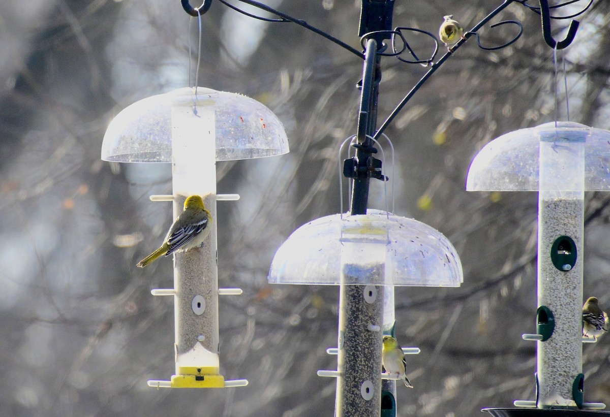 Bullock's Oriole - ML646421750
