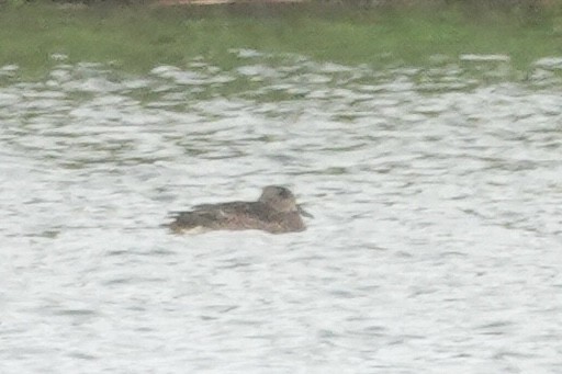 ヨシガモ - ML646421751