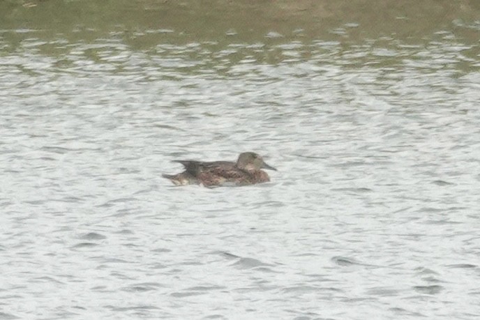 ヨシガモ - ML646421752