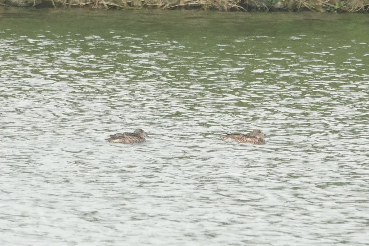 ヨシガモ - ML646421753