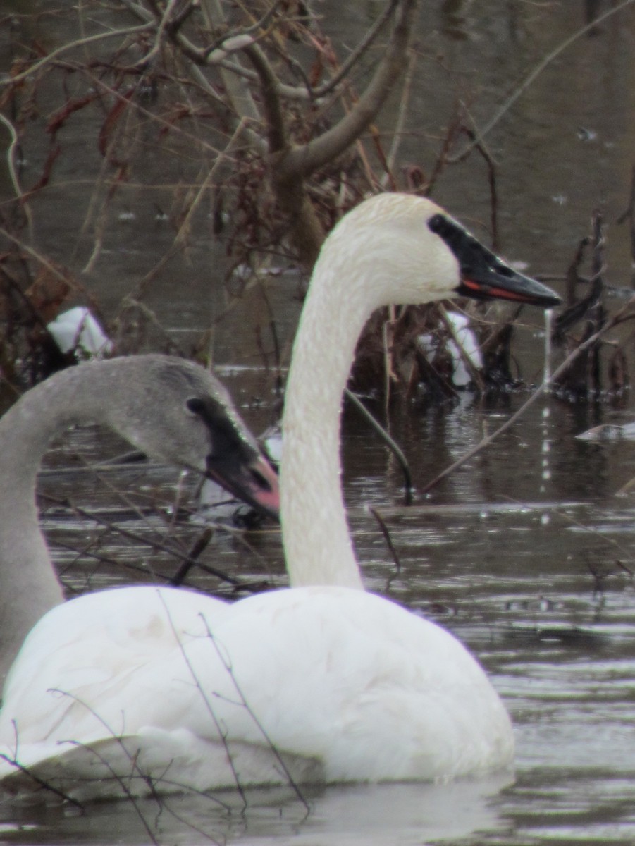 Trumpeter Swan - ML646421754