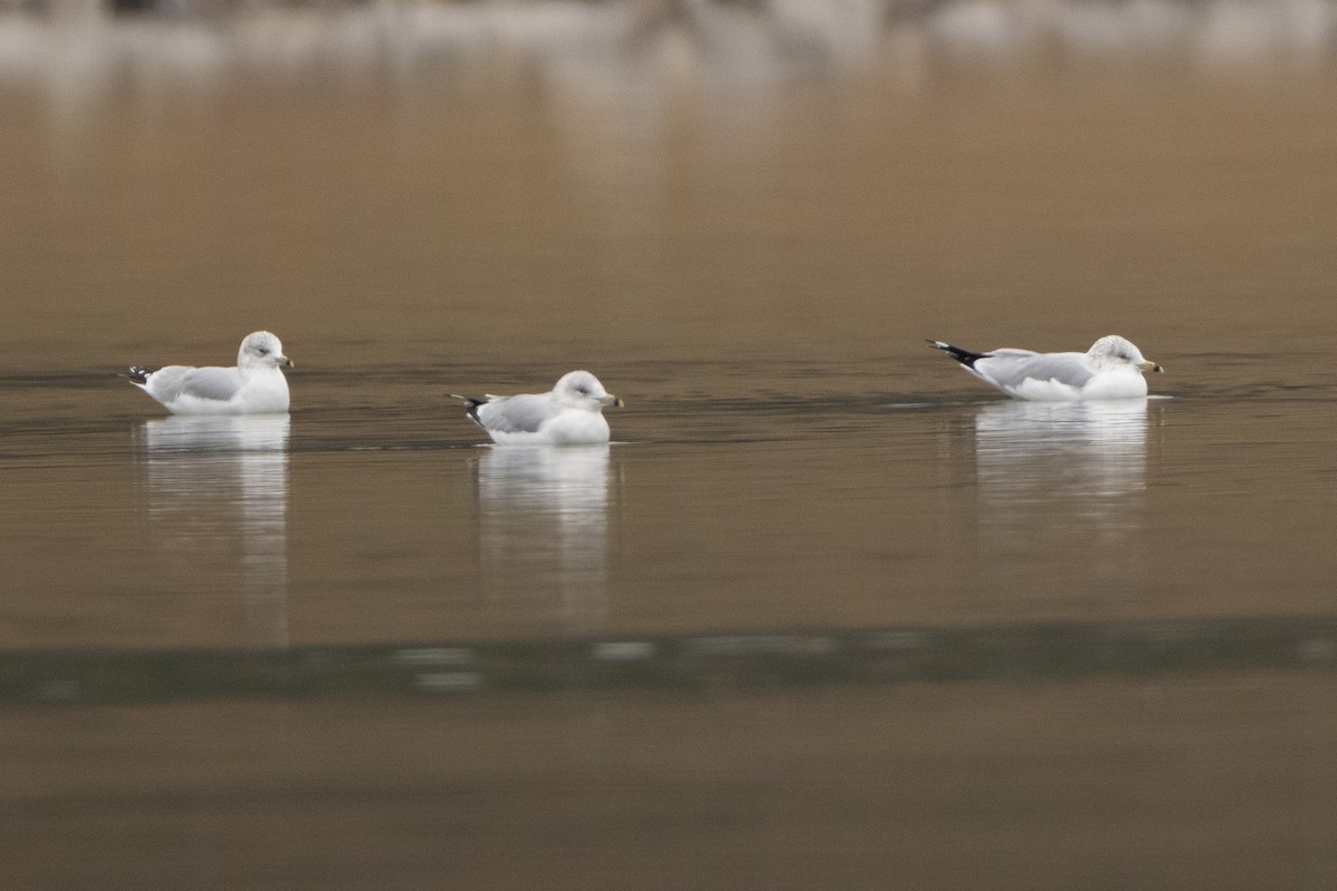 Ring-billed Gull - ML646421755