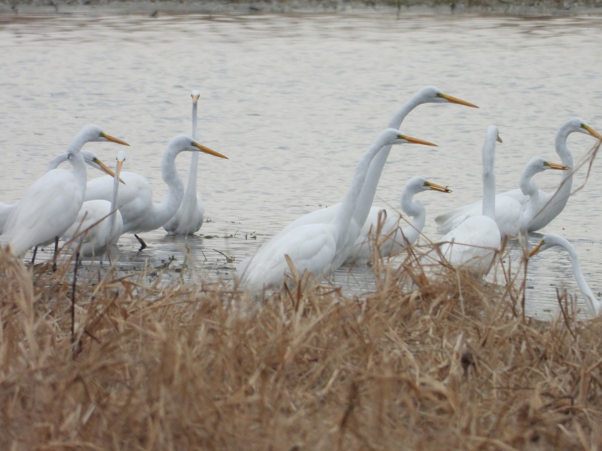 Silberreiher - ML646421761