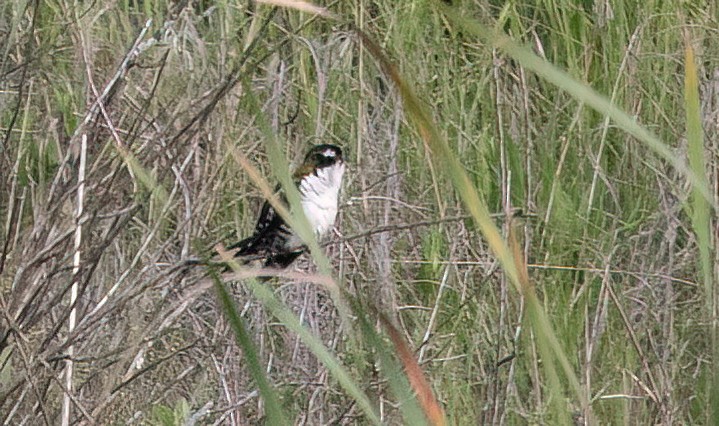 Dideric Cuckoo - ML646421762