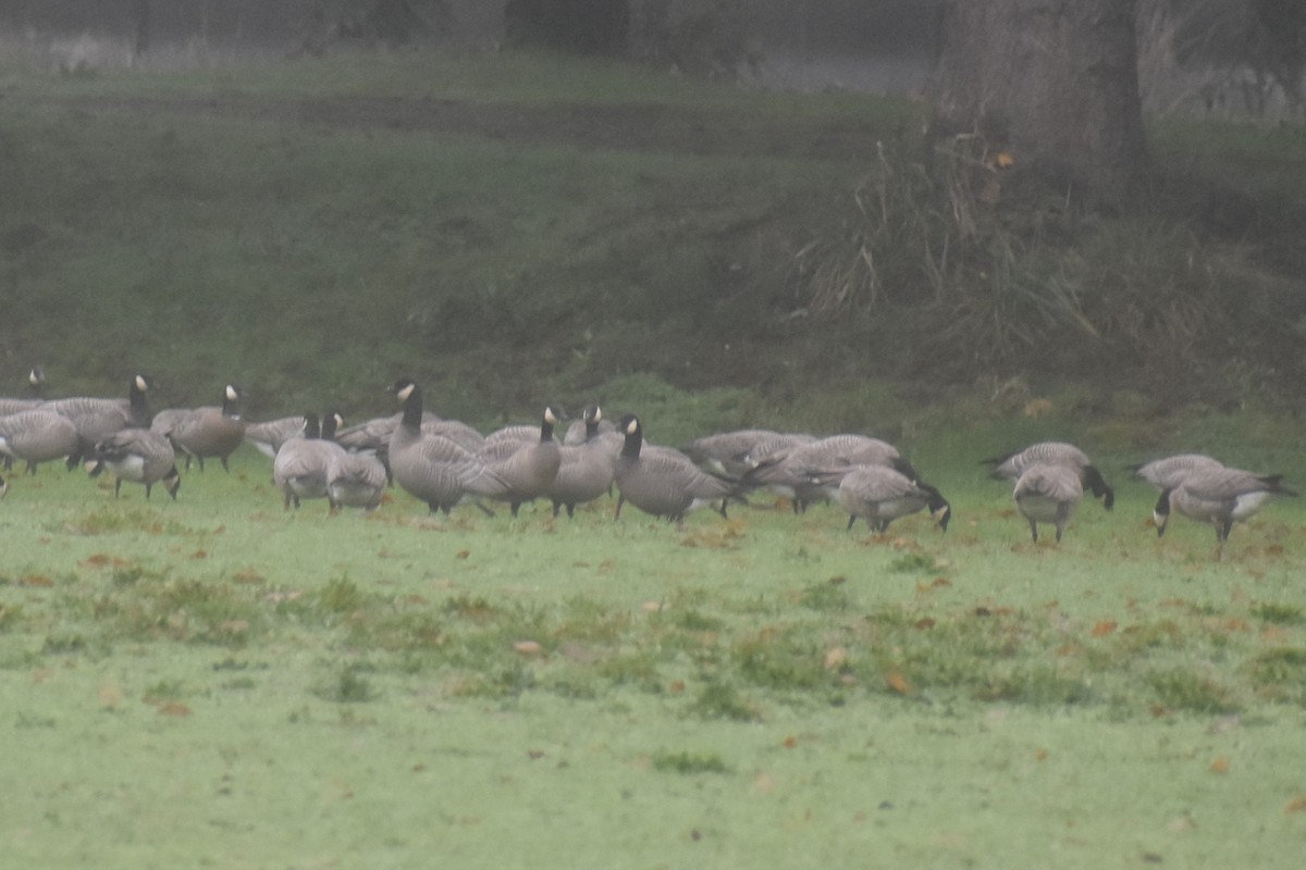 Cackling Goose - ML646421763