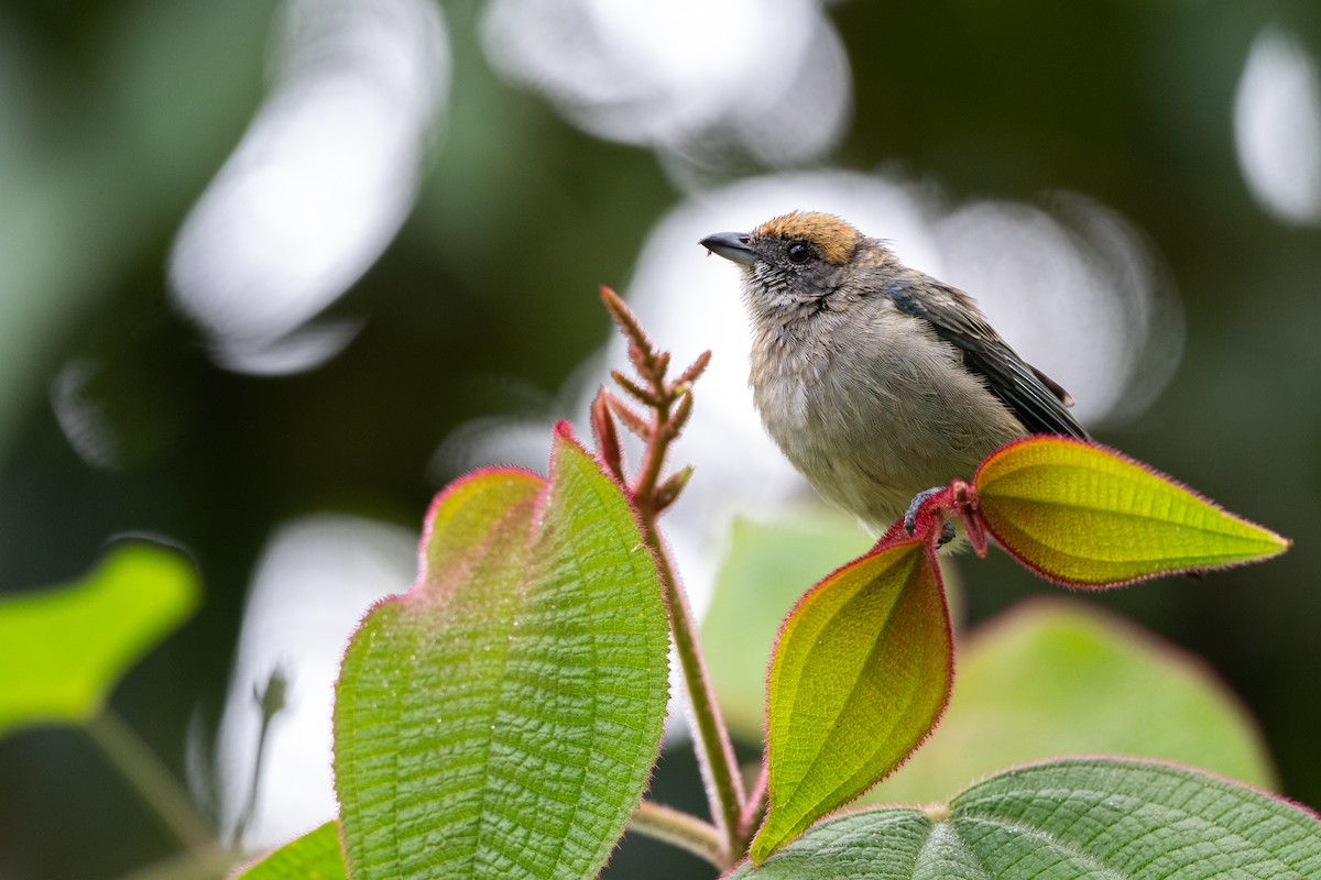 Rotscheiteltangare - ML646421769