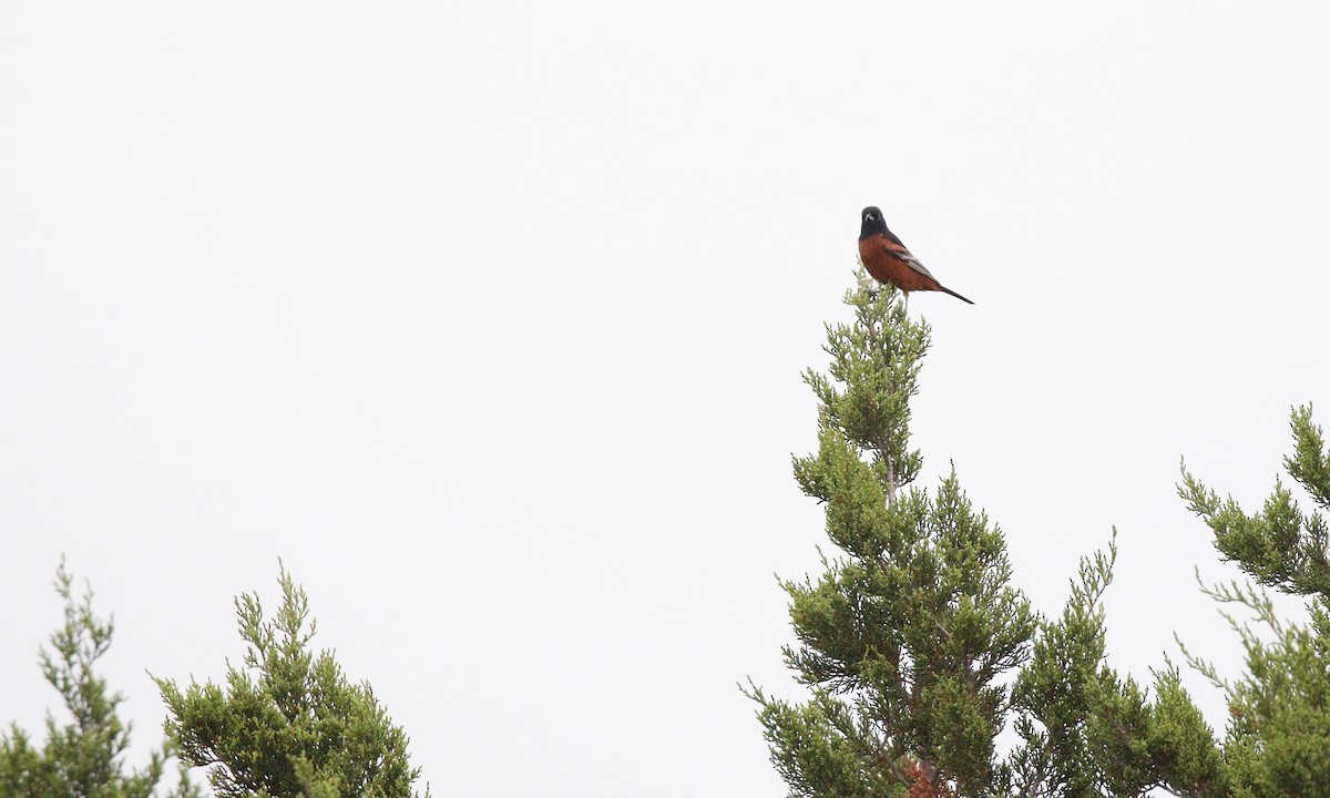 Orchard Oriole - ML646421772