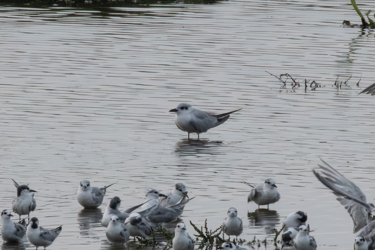 Pagaza Piconegra - ML646421774