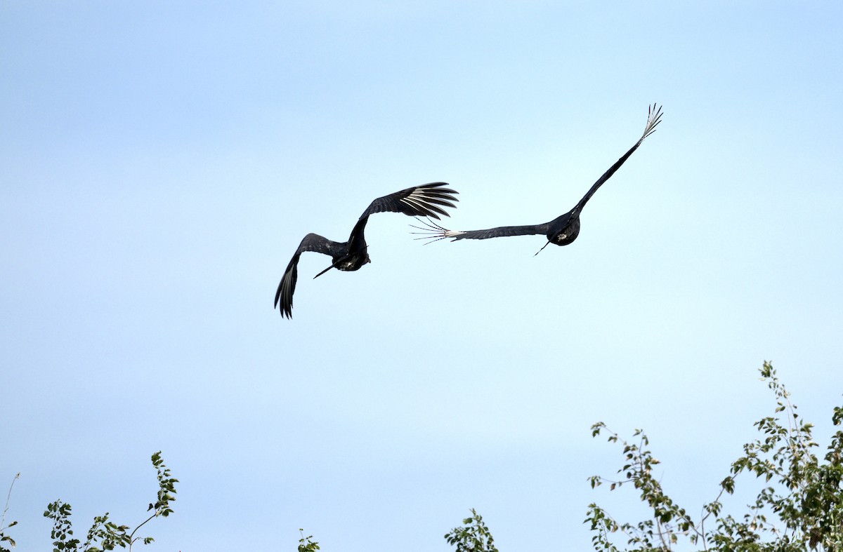 Black Vulture - ML646421775