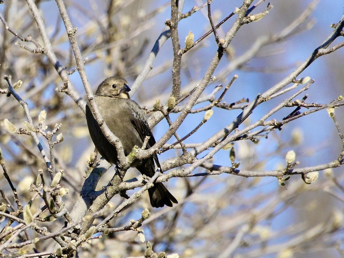 Braunkopf-Kuhstärling - ML646421777