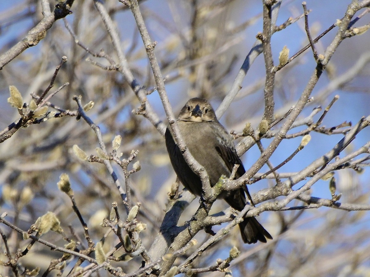 Braunkopf-Kuhstärling - ML646421778